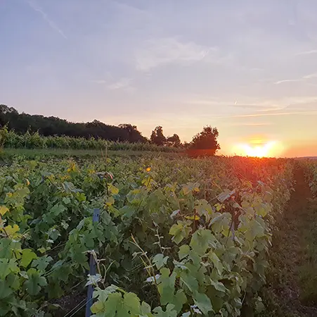vignes Champagne Calmes Robert
