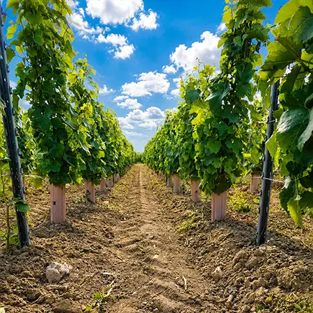 route de vigne Champagne Calmes Robert