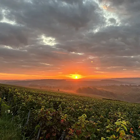 paysage vigne lever de soleil