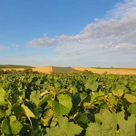 vignes feuilles