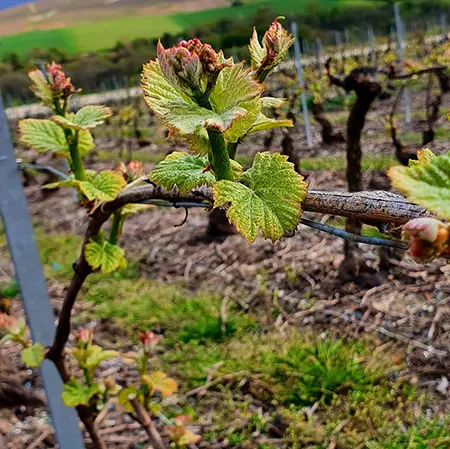 pied de vigne en fleur