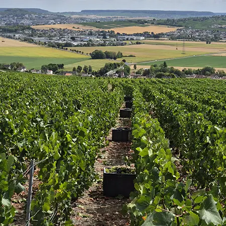 Champagne Calmes Robert vignes et caisses à vendanges
