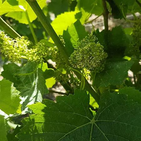 pied de vigne pousse raisin