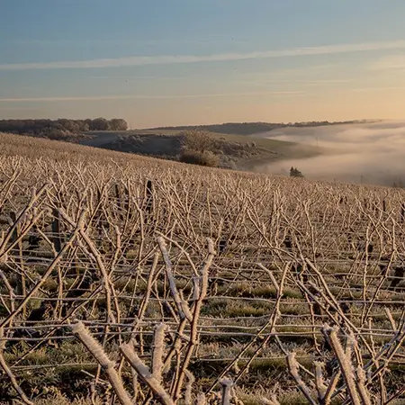 paysage vigne hiver