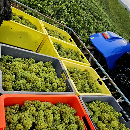 caisses vendanges raisin champagne calmes robert