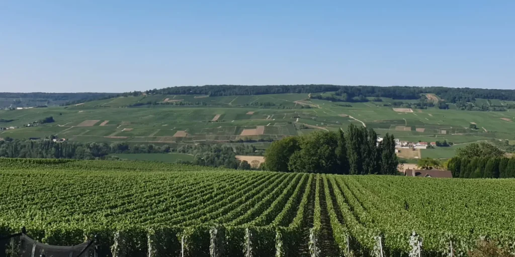 Champagne Calmes Robert vignes