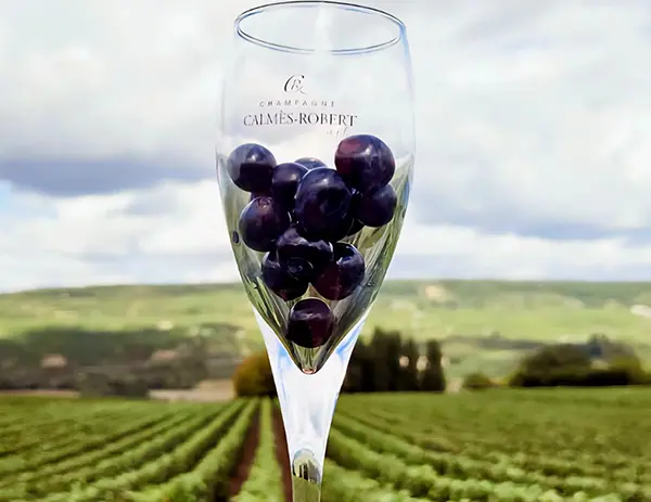 raisin dans coupe de champagne fond vignes