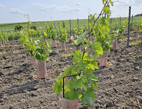 pied de vigne jeune champagne calmes robert