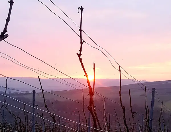 paysage vigne coucher de soleil
