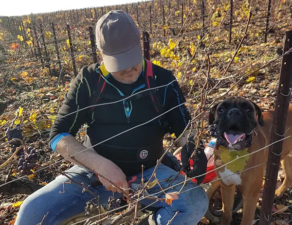 taille vigne champagne calmes robert