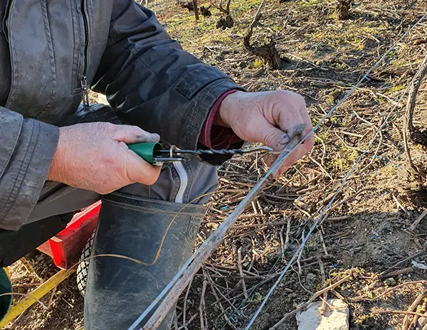 taille vigne champagne calmes robert