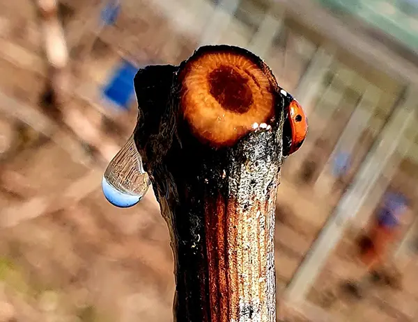 coccinelle sur vigne