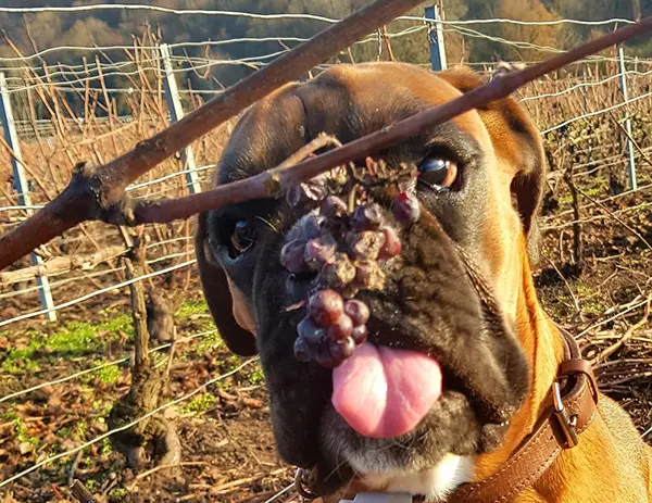 chien dans les vignes
