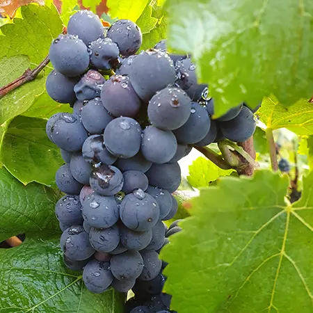 raisin champagne