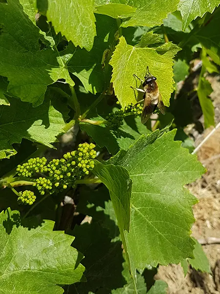 abeille feuille vigne