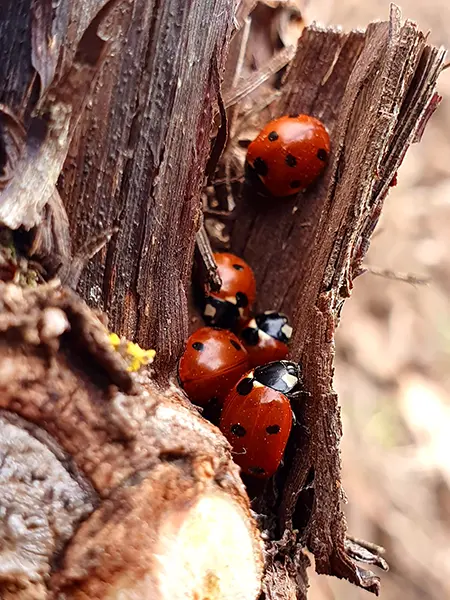coccinelles vignes environnement