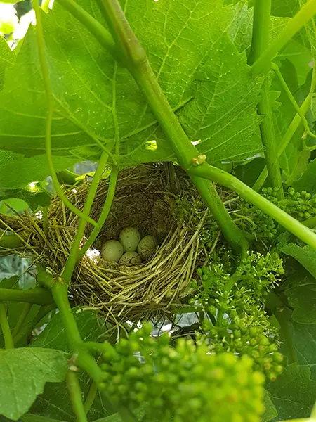 oeufs vigne