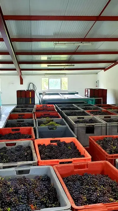 raisin cuverie