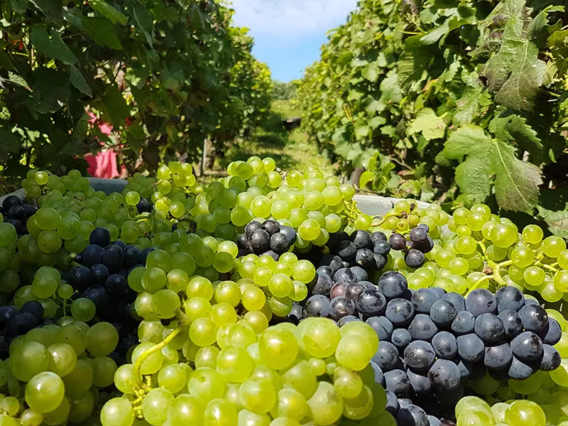 vignes champagne marne
