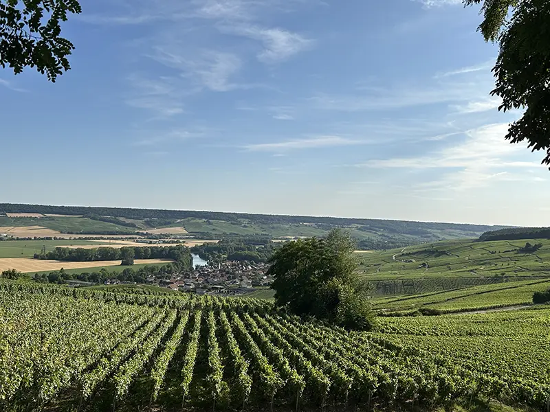 vignes vallée de la marne
