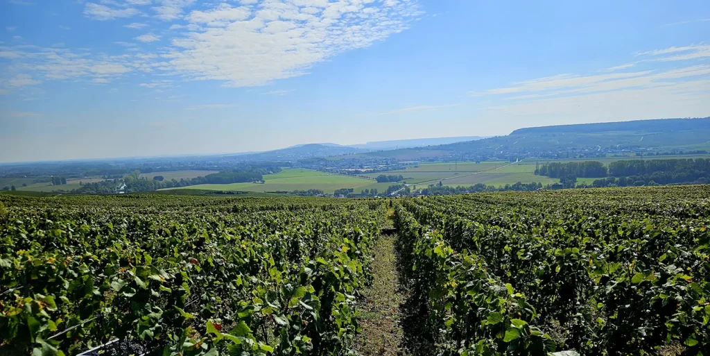 vignoble champagne calmes robert