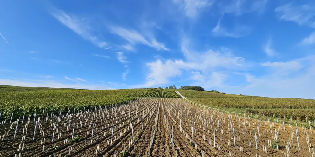vignoble champenois nouvelles vignes